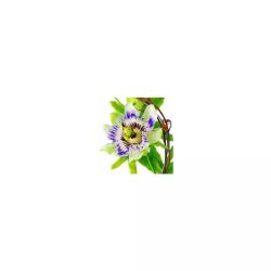 EPS Phytostandard Passiflore - Extrait fluide 500 ml