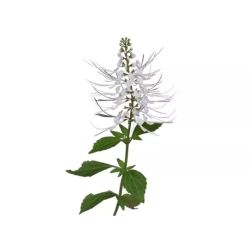 EPS Orthosiphon Phytostandard - 500 ml