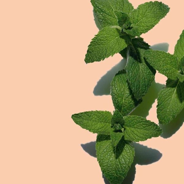 Baume-Huile Hydratant "Tonic" – Baume corps tonifiant et hydratant – 200 ml