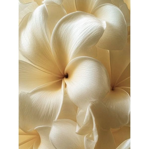 Déodorant Solide Parfumé - Monoï Oriental - 50 g