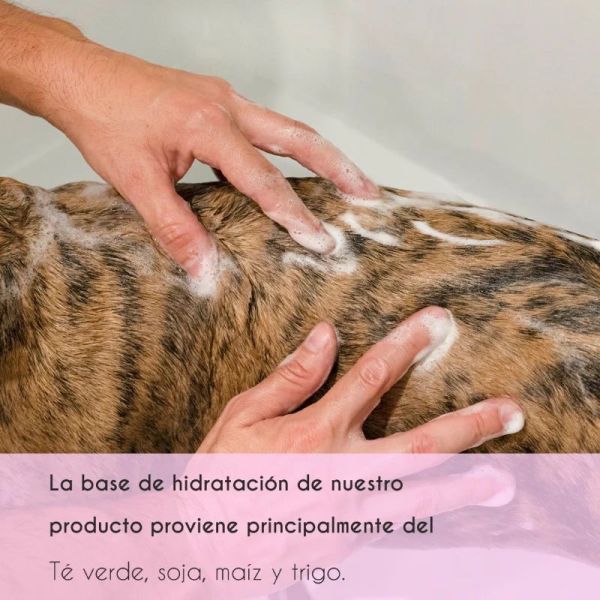 Champú potenciador de color para perros y gatos - 200 ml