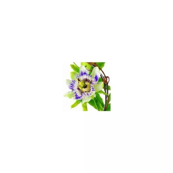 EPS Phytostandard Passiflore - Extrait fluide 500 ml