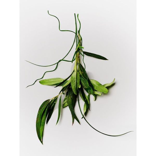 Déodorant Protection 24H - Eucalyptus & Sauge - 50 ml