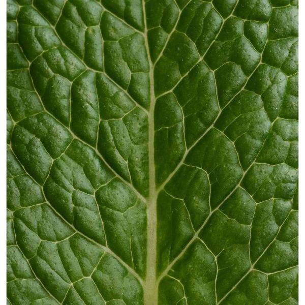 Déodorant stick Menthe Eucalyptus - 50 g