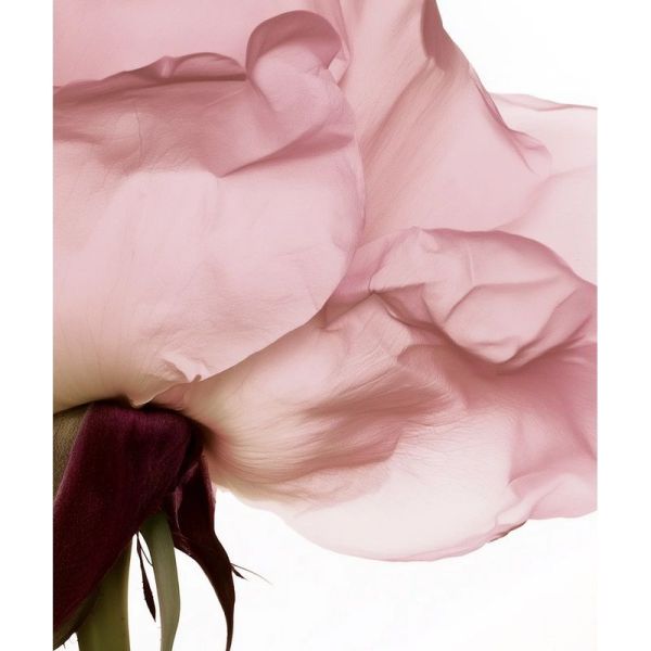 Eau Florale de Rose Bio - 200 ml